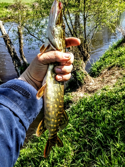 Northern Pike