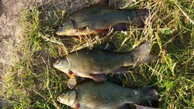 Tench