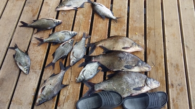 Carp bream