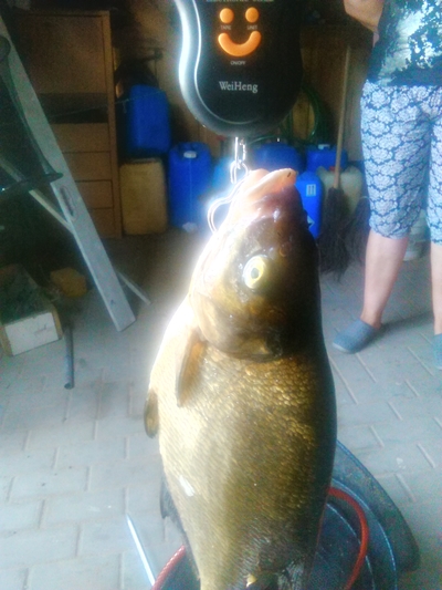 Carp bream