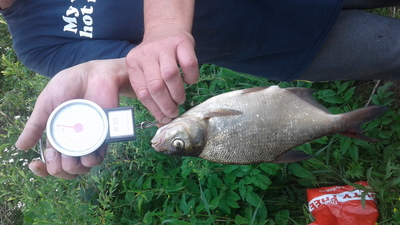 Carp bream