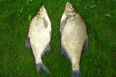 Carp bream