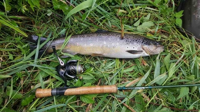 Brown Trout