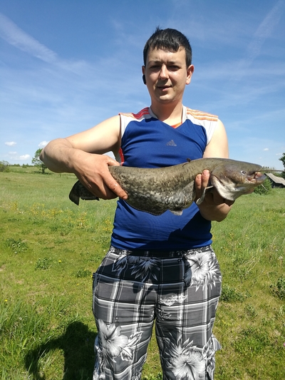 Wels catfish
