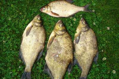 Carp bream