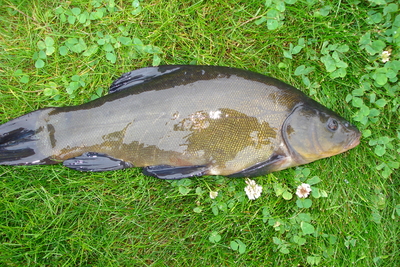 Tench