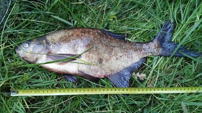 Carp bream