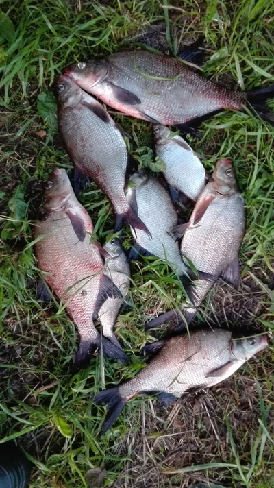 Carp bream