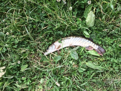 Northern Pike