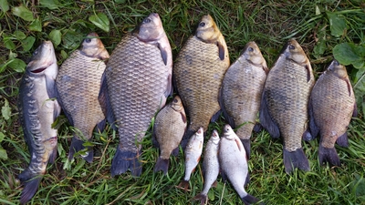 Crucian carp