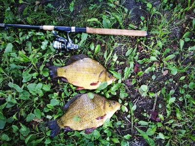Crucian carp