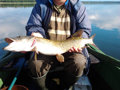 Northern Pike