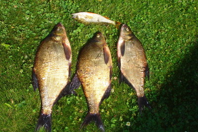Carp bream