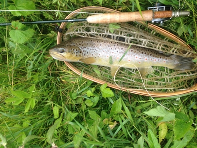 Brown Trout