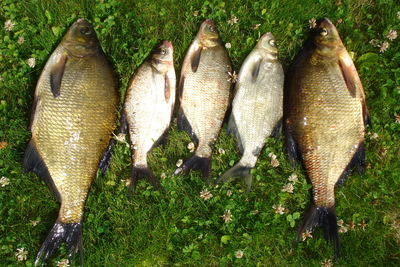 Carp bream