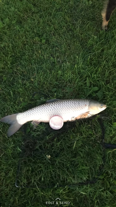 Grass carp