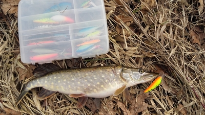 Northern Pike