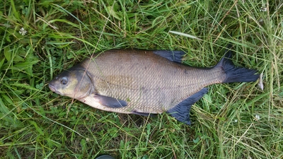 Carp bream
