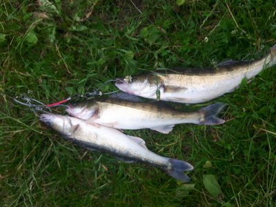 Pike perch