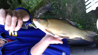 Tench