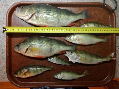 Eurasian perch