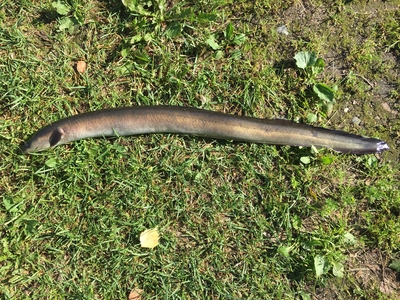 European eel