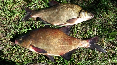 Carp bream