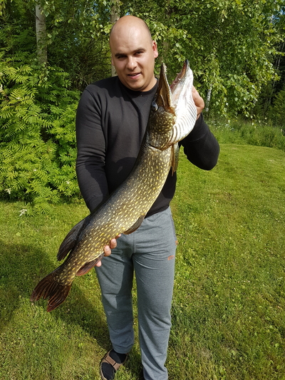 Northern Pike
