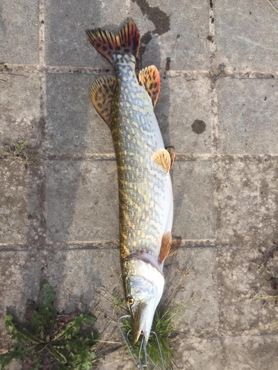 Northern Pike