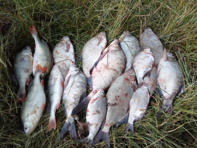 Carp bream