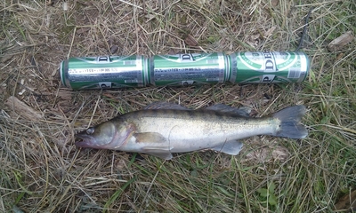 Pike perch