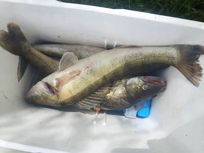 Pike perch