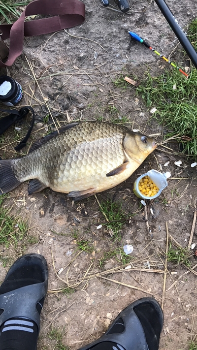 Prussian carp
