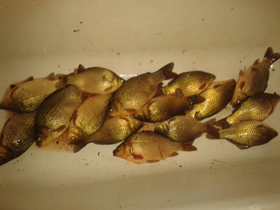 Prussian carp
