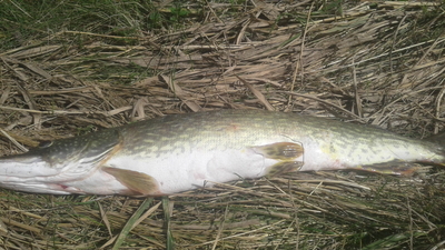 Northern Pike