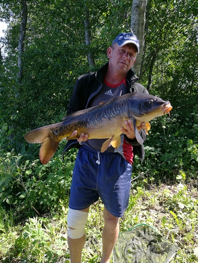 Mirror carp