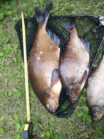 Carp bream