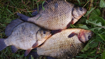 Prussian carp