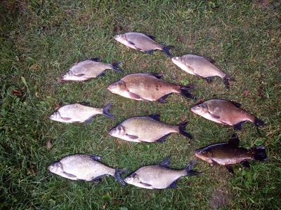 Carp bream