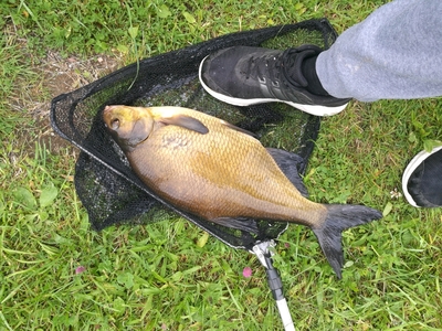 Carp bream