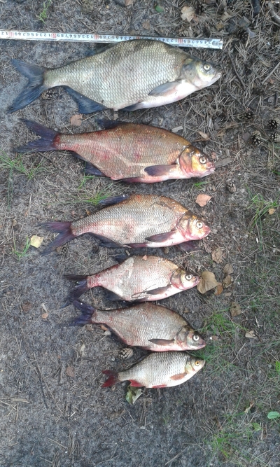 Carp bream