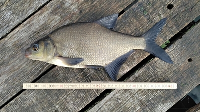 Carp bream