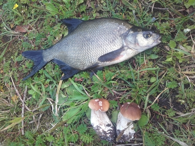 Carp bream