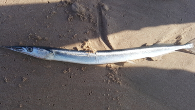 Garfish