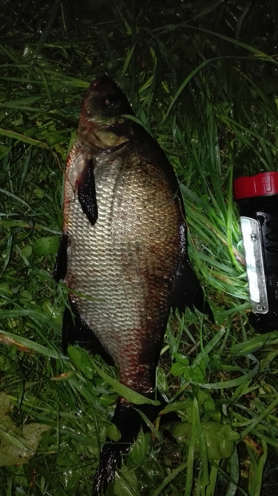 Carp bream