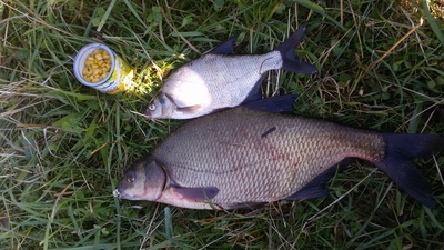 Carp bream