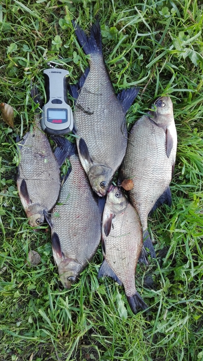 Carp bream