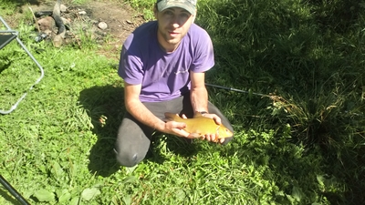 Tench