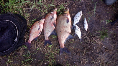 Carp bream