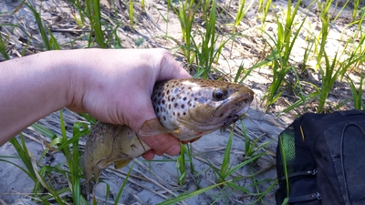 Brown Trout